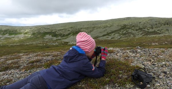 Månadens fåglar – Juni 2016