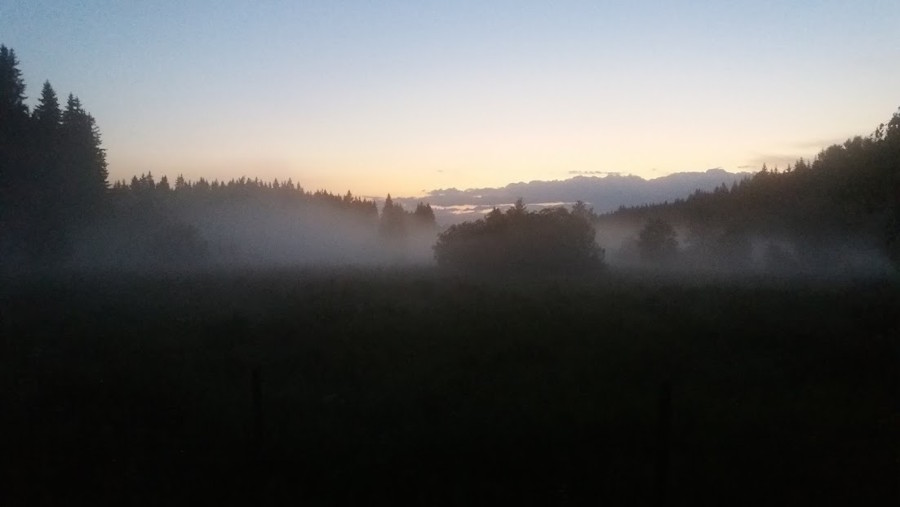 Månadens fåglar – juni 2018