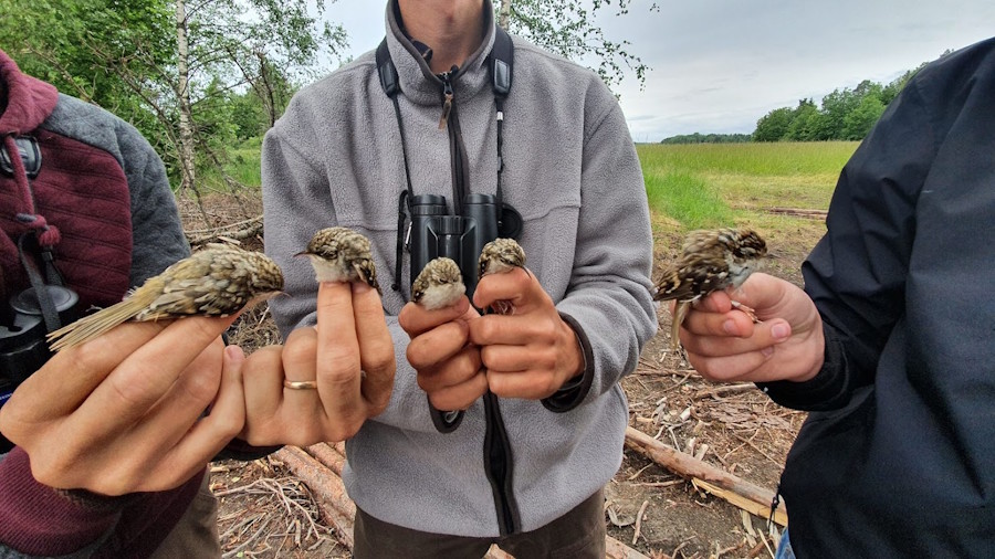 Månadens fåglar – juli 2020