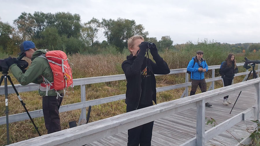 Månadens fåglar – oktober 2020