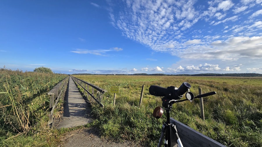 Månadens fåglar – september 2025