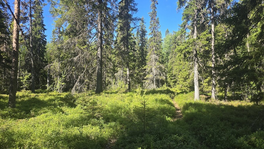 Uppe i Norrbotten