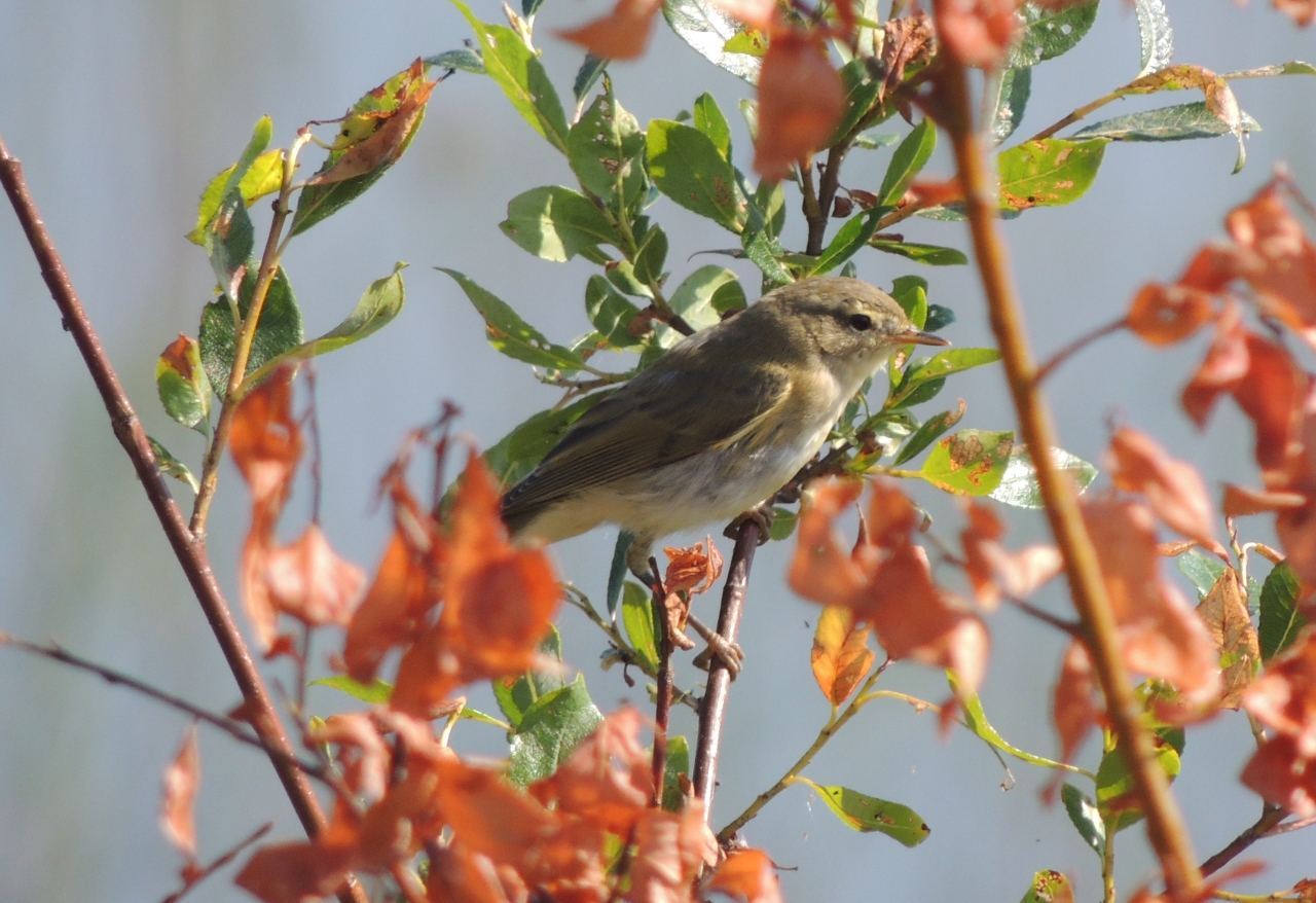 Dagens fågel 5 – Lövsångare