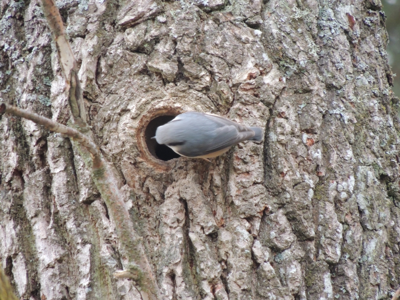 Fåglar jag fotat – Nötväcka