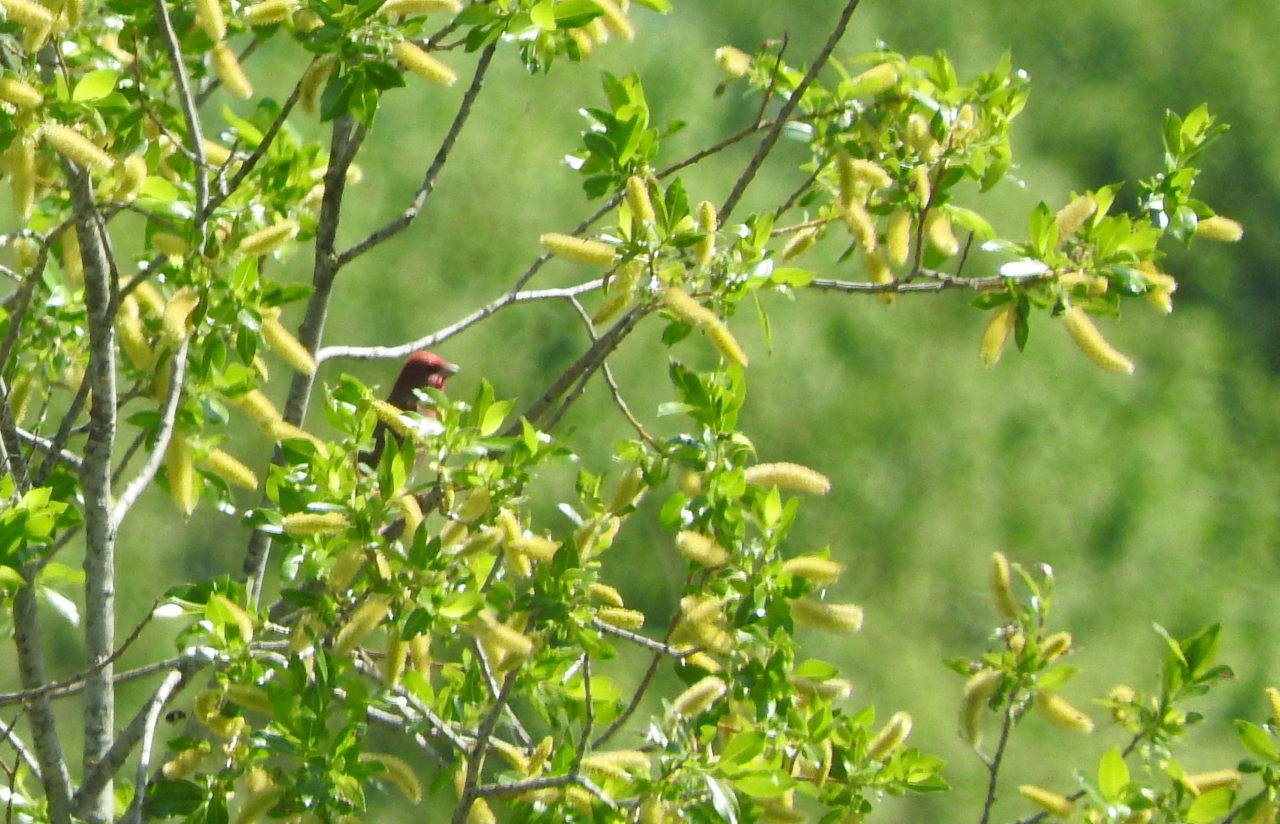 Fåglar jag fotat – rosenfink