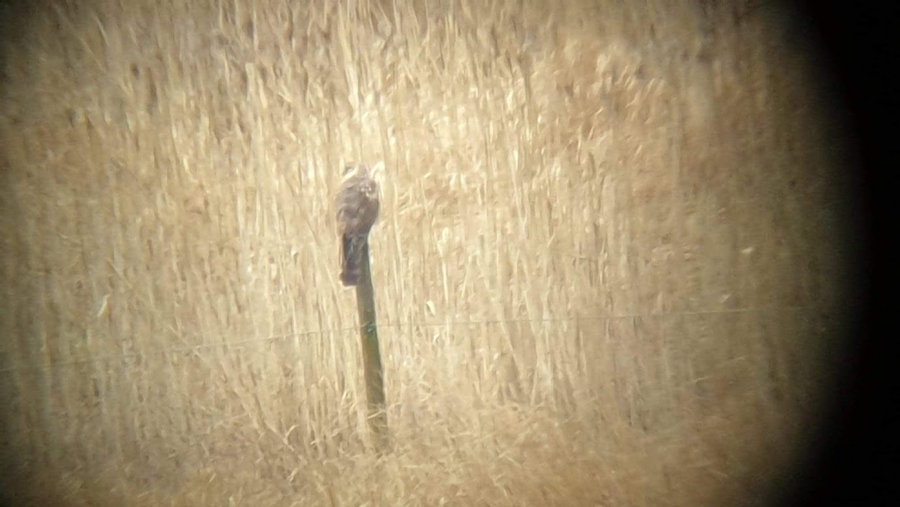 Månadens fåglar – april 2020