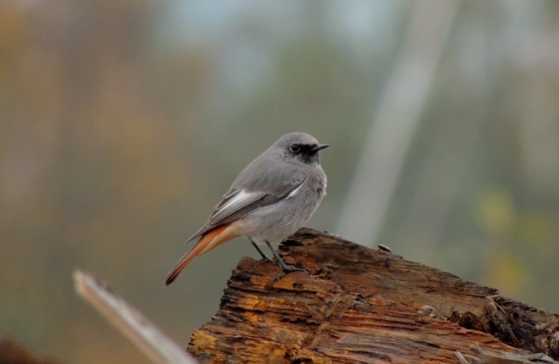 Fåglar jag fotat – svart rödstjärt